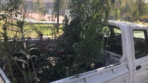 قسم الديوان ينفذ نشاطاً بيئياً ضمن اليوم الوطني للتشجير